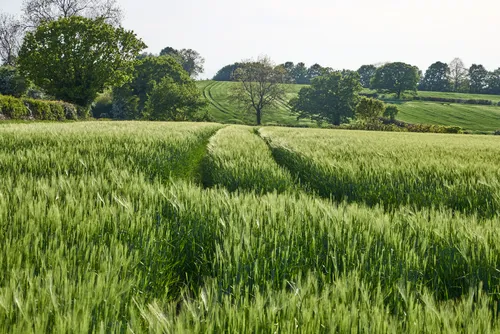 Green wheat fields tramlines tapton This landscape photograph features green wheat fields in Tapton during the late afternoon in spring. The image prominently shows distinctive tramlines running through the wheat, which are typical in rural agricultural settings and mark the paths of farm machinery. In the background, the photograph captures gently rolling fields and a variety of mature trees, highlighting the agricultural landscape. The focus on tramlines and wheat emphasizes the ongoing agricultural activity in this rural location.